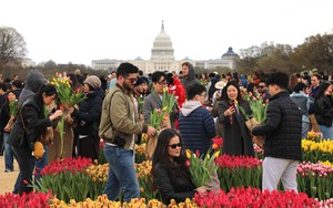 Washington DC rực rỡ Ngày hội hoa Tulip