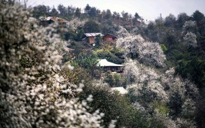 Sôi nổi Ngày hội hoa sơn tra xã Ngọc Chiến, Sơn La