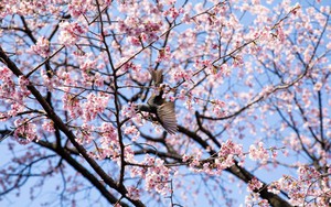 Chi phí dịp lễ hội ngắm hoa anh đào tại Nhật Bản tăng mạnh do lạm phát