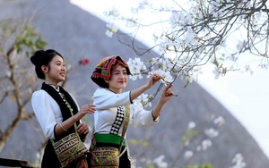 Hoa ban nở trắng níu chân du khách đến Sơn La