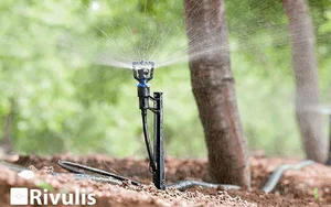 Hướng dẫn kỹ thuật tưới nước cho cây sầu riêng tốt nhất hiện nay