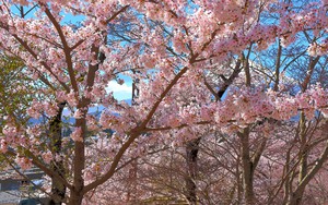 Núi Phú Sĩ mùa hoa anh đào nở rộ