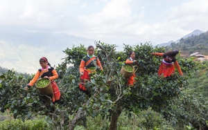 Khơi dòng "Kinh tế di sản" từ cây chè cổ thụ Việt Nam