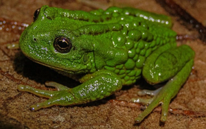 Phát hiện loài ếch túi mới ở khu vực rừng Amazon