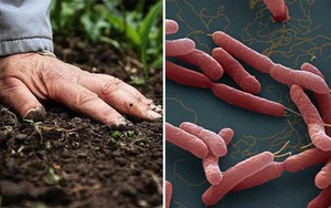 Chủ động phòng, chống bệnh Whitmore trong điều kiện thời tiết cực đoan