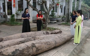 Xác định niên đại của ba cọc gỗ cổ phát hiện tại Ninh Bình