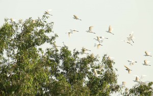 Yên ả cánh cò quê hương Cần Thơ "gạo trắng nước trong"