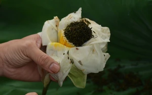 Nét văn hóa độc đáo của trà sen xứ Huế