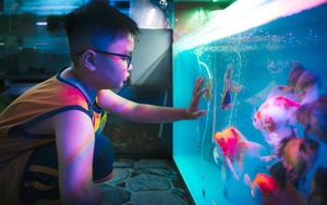 Hướng tới giải thưởng thiếu nhi Dế Mèn 2026 - Hoạ sĩ nhí Nguyễn Minh Quân: Giải mã "Tiếng nói đại dương"