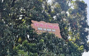 Chiêm ngưỡng cây vải tổ hơn 100 năm tuổi tại Bắc Ninh