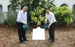 Tổng Bí thư, Chủ tịch nước Tô Lâm và Thủ tướng Singapore trồng cây tại Vườn Bách thảo Singapore