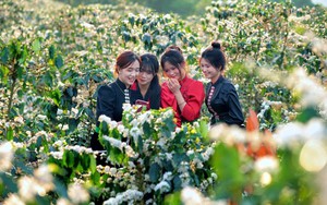 Hoa cà phê nở rộ tạo khung cảnh nên thơ, lãng mạn khắp triền đồi Sơn La