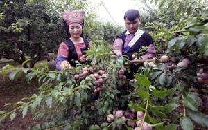 Trải nghiệm ngày hội mận xã Lóng Phiêng, Sơn La