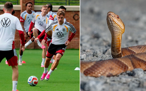 Rắn độc xâm nhập khu đóng quân World Cup 2026 của tuyển Đức, Kimmich lo bị giẫm phải