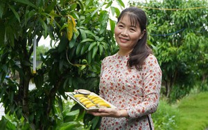 Du lịch nông nghiệp mở hướng tăng giá trị cho ngành hàng xoài
