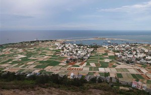 Đàn cá heo hơn 10 con bất ngờ xuất hiện gần bờ biển Lý Sơn