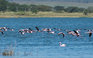 Vẻ đẹp những hồ nước được UNESCO ghi danh Di sản Thế giới ở Kenya
