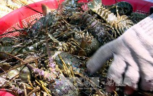 Tôm hùm vịnh Xuân Đài chết hàng loạt, bán rẻ như cho