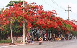 Chùm ảnh: Phượng nở đỏ rực trời Hải Phòng