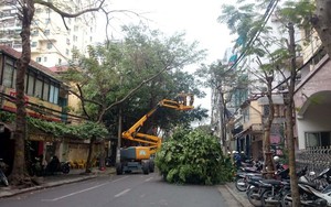 Hà Nội, nắng nóng và cây xanh