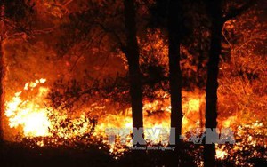 Điều tra vụ cháy rừng phòng hộ Nam Sơn, Hà Nội