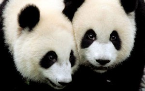 Gấu trúc khổng lồ ở Nhật sinh con