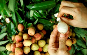 Sản phẩm phong trào