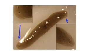 Giun bị đột biến thành 2 đầu khi sống trên vũ trụ
