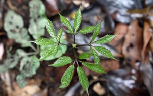 Mở rộng rừng 'vàng' sâm Ngọc Linh