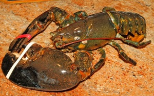 Tôm hùm khổng lồ 132 tuổi được thả tự do sau 20 năm 'cầm tù'