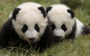 Ngoại giao gấu trúc