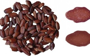 Trung Quốc lai tạo thành công gạo tím giàu chất chống oxy hóa