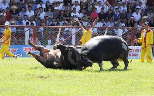 Lãnh đạo Bộ VH,TT&DL nói gì về việc bỏ hay giữ Lễ hội chọi trâu Đồ Sơn?
