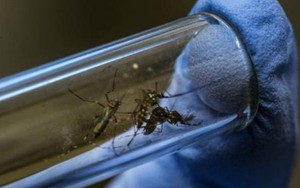 Mỹ phát hiện muỗi mang virus Zika