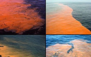 Vén màn bí mật ‘thủy triều máu’ trên biển Baltic