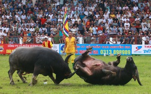Bộ VH,TT&DL 'quản chặt' các lễ hội chọi trâu
