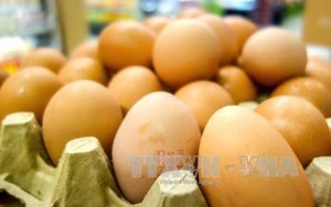 Cả châu Âu 'chao đảo' vì bê bối 'trứng bẩn'