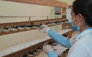 Nuôi chim yến trong nhà: Nghề mới cho người dân Việt