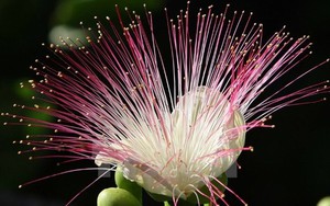 Ngắm hoa bàng vuông khoe sắc bên những người lính Trường Sa