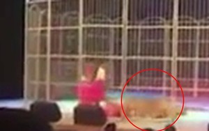 VIDEO: Làm việc kiệt sức, hổ kéo lê nhân viên xiếc trước mặt khán giả