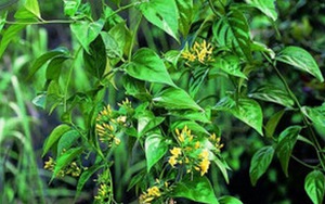 Ba học sinh lớp 3 ăn lá ngón tự tử, 1 em đã tử vong