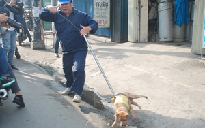 Thành phố Hồ Chí Minh: Tiếp tục bắt giữ chó thả rông