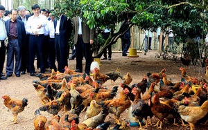 Bắc Giang thực hiện một loạt giải pháp nâng chất lượng gà đồi Yên Thế