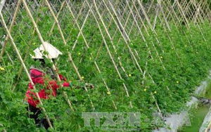 Bắc Giang đầu tư hơn 1.500 tỷ đồng quy hoạch vùng nông nghiệp công nghệ cao