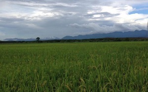 Thanh Hóa dành hơn 10 tỷ đồng hỗ trợ sản xuất vụ Đông 2017- 2018