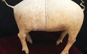 'Những cái đuôi' bằng da lợn được bán với giá 15.000 USD