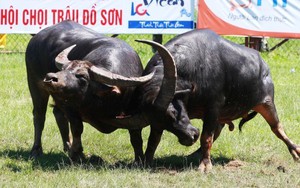 VIDEO Lễ hội Chọi trâu Đồ Sơn năm 2017: Trang bị cả súng gây mê