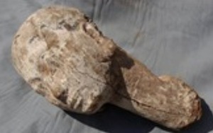 Phát hiện tượng gỗ hình đầu người có niên đại 4.000 năm tại Ai Cập