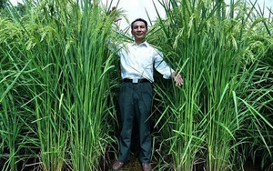 Trung Quốc tạo ra lúa khổng lồ, mong đủ lương thực nuôi 1,3 tỉ dân