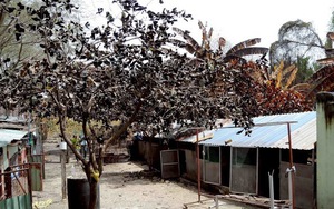 Hình ảnh khủng khiếp: Cây trồng, vật nuôi 'chết đứng' vì khí độc amoniac ở TP HCM